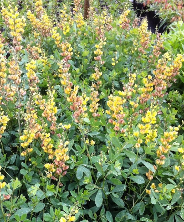 Baptisia Prairieblues™ Solar Flare