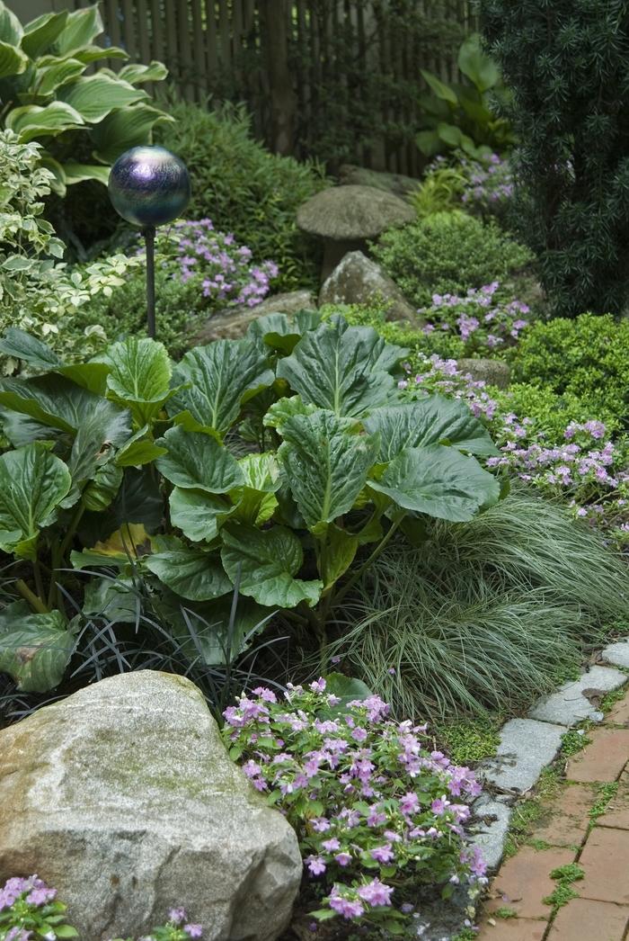 Bergenia cordifolia