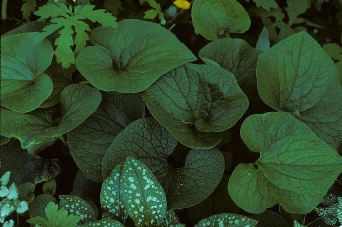 Brunnera macrophylla