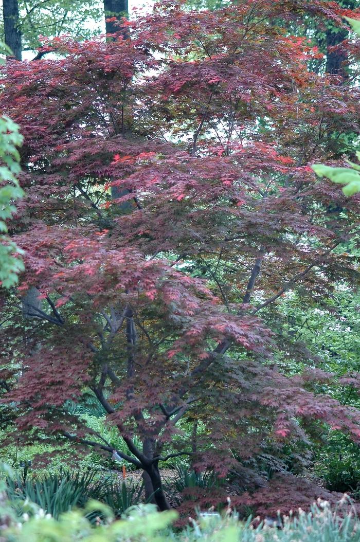 Acer palmatum Oshio-Beni