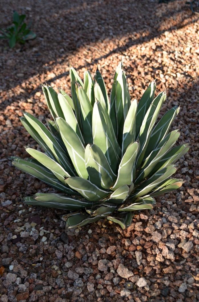 Agave victoria-reginae