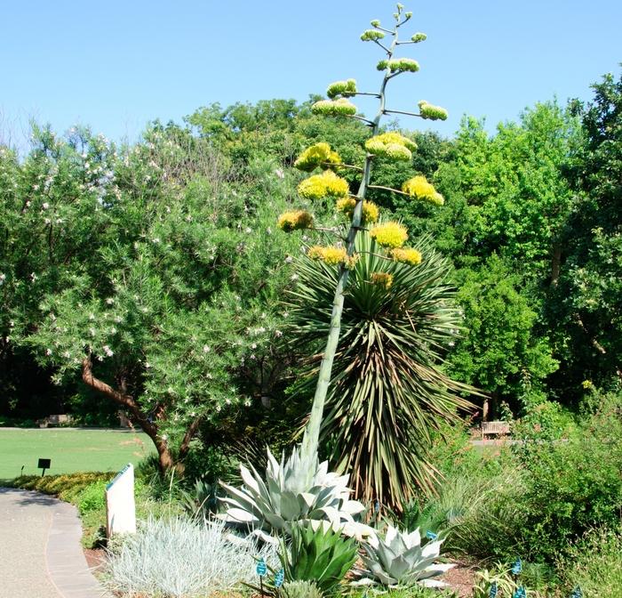 Agave ovatifolia