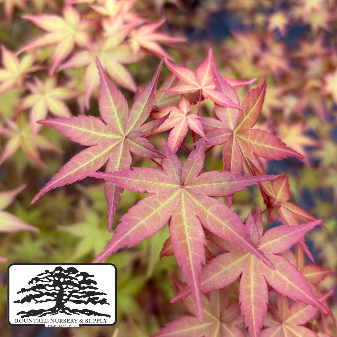 Japanese Maple 'Shindeshojo' - Spring Color