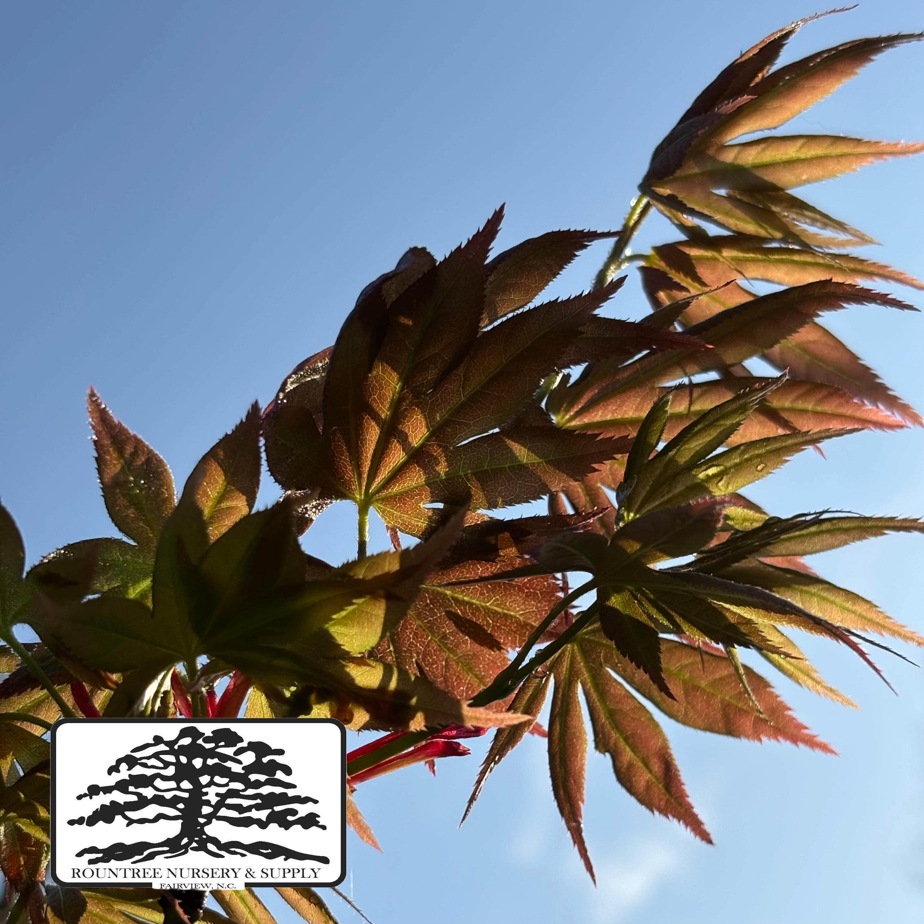 Japanese Maple 'Iijima Sunago' - Spring Color