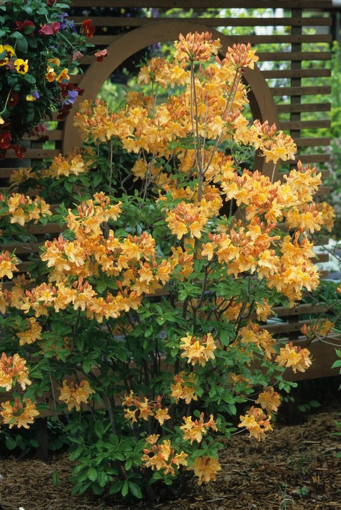 Rhododendron Northern Lights hybrid Golden Lights
