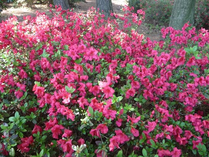 Rhododendron kaempferi Johanna