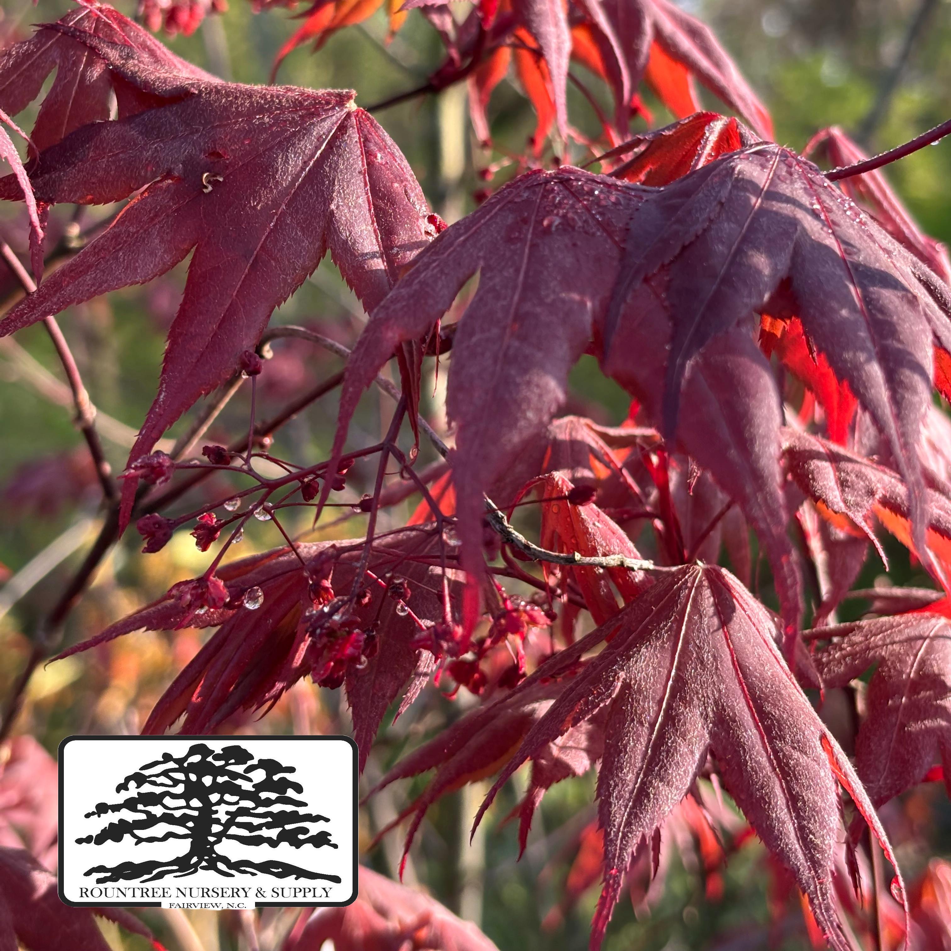 Japanese Maple 'Atropurpureum' - Spring Color