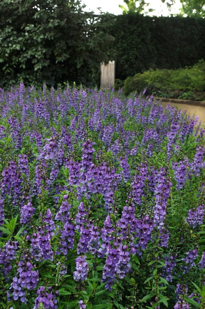 Angelonia angustifolia Serena® Blue