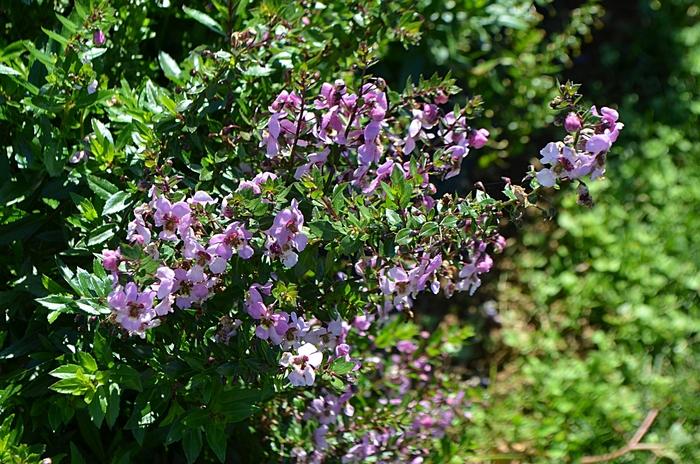 Angelonia angustifolia Archangel™ Pink Improved