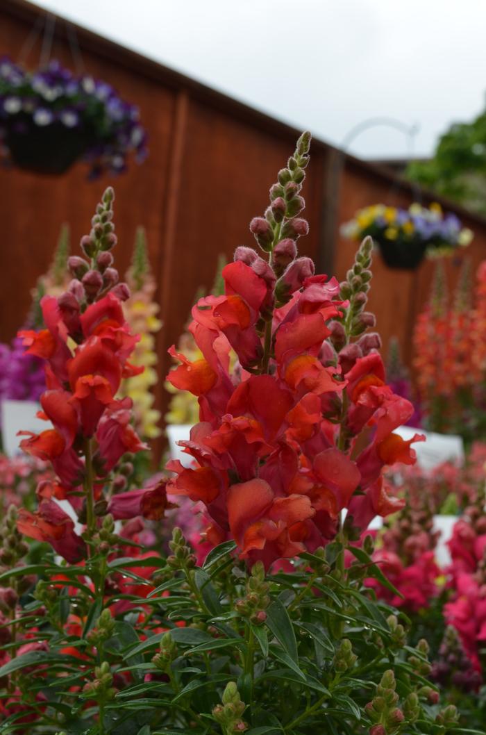 Antirrhinum majus Snapshot™ Orange