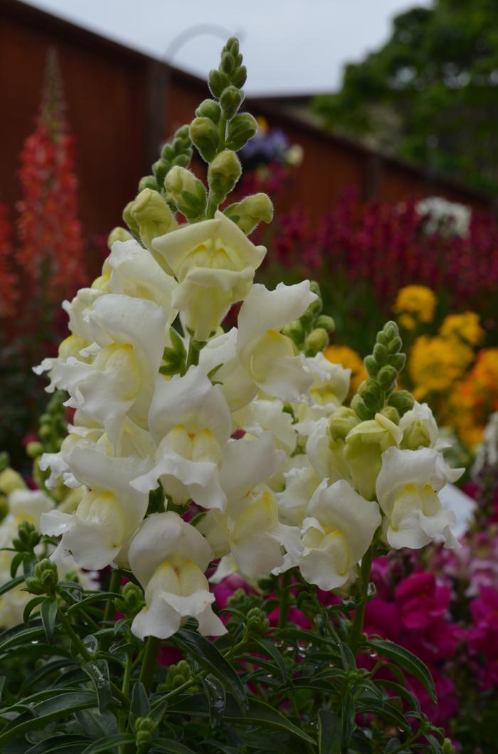 Antirrhinum majus Snapshot™ White