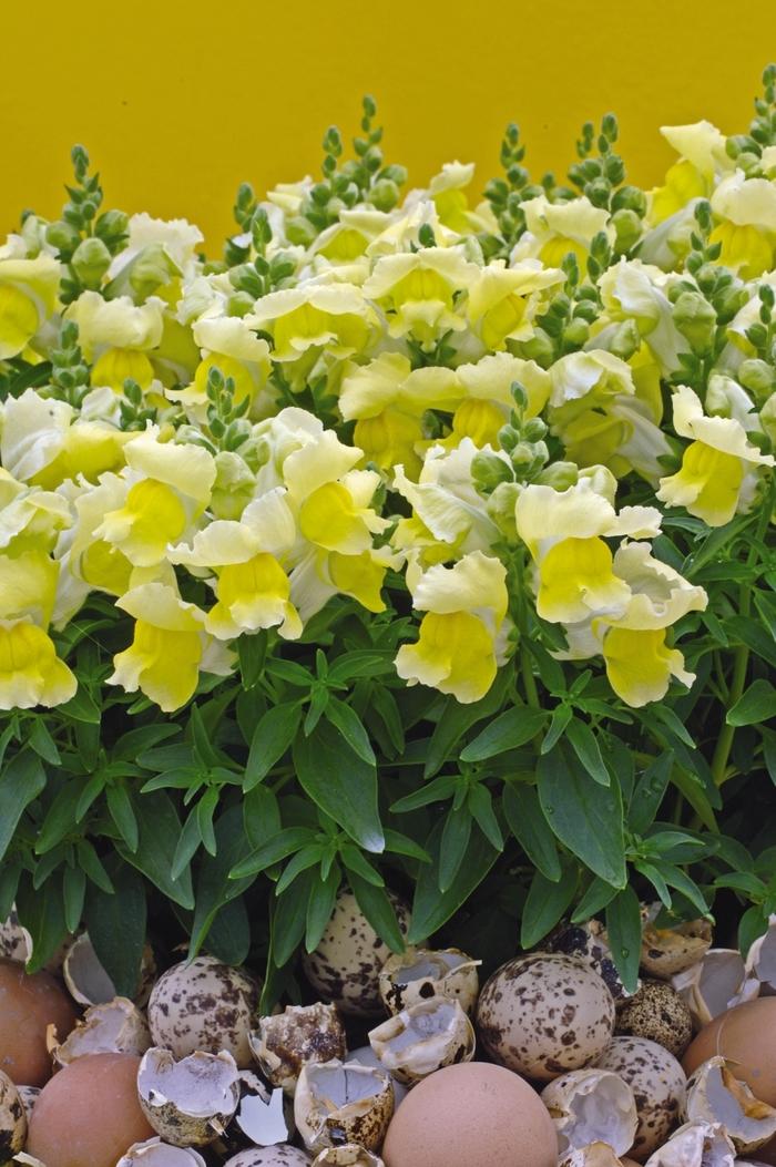 Antirrhinum majus Snapshot™ Yellow