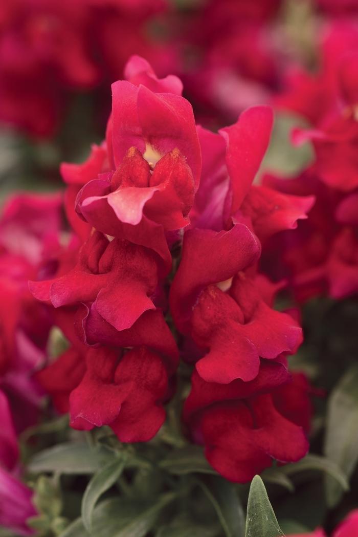 Antirrhinum majus Snapshot™ Red