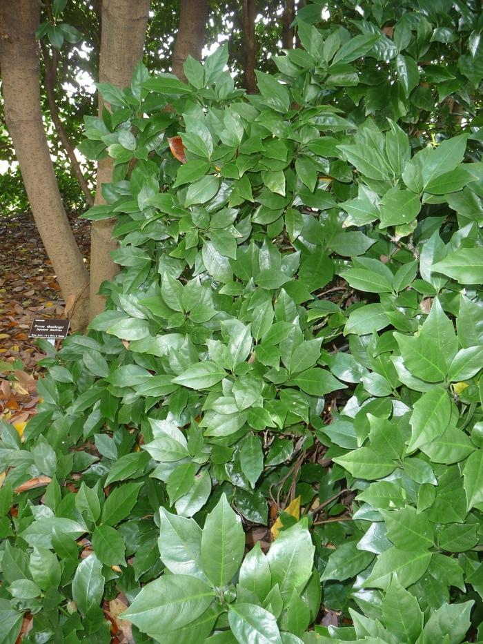 Aucuba japonica Rozanne