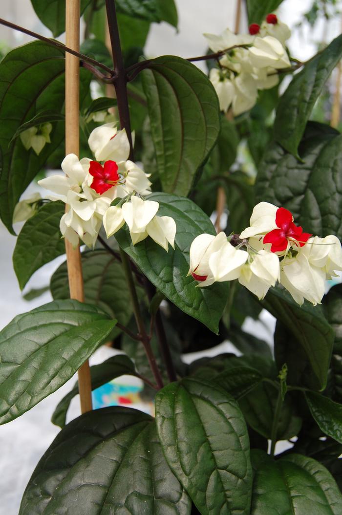Clerodendrum thomsoniae