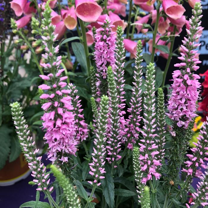 Veronica Moody Blues® Dark Pink