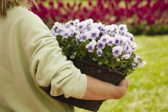 Viola cornuta Sorbet® Icy Blue