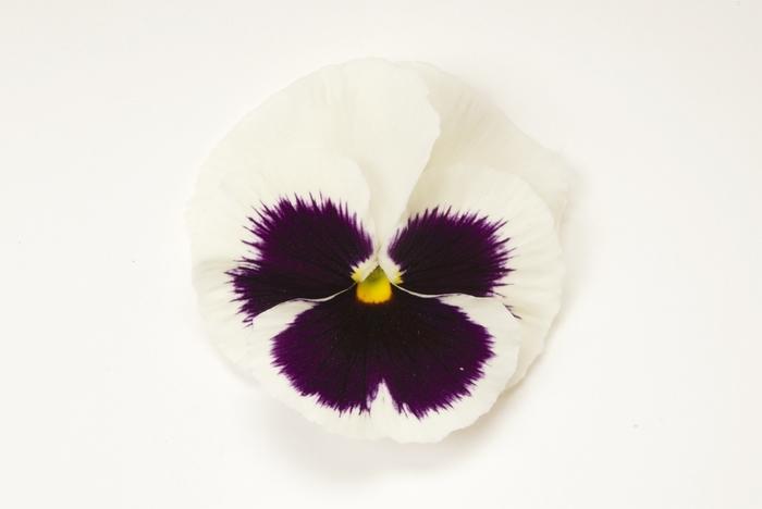 Viola x wittrockiana Matrix® White Blotch