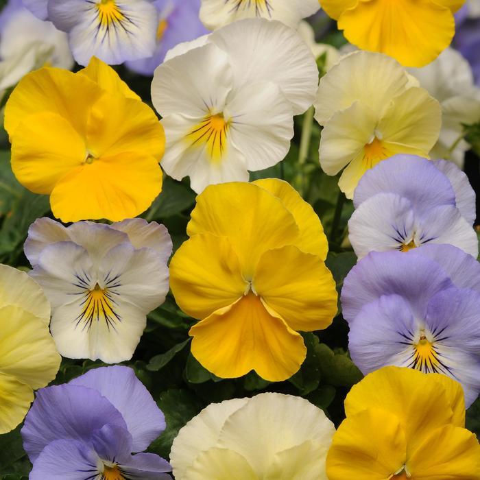 Viola x wittrockiana Cool Wave® Pastel Mix
