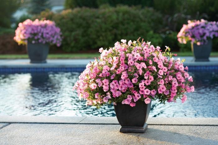 Petunia Supertunia Vista® Bubblegum®