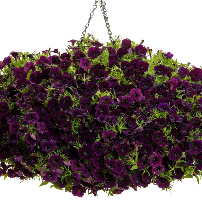 Petunia Supertunia Mini Vista® Midnight