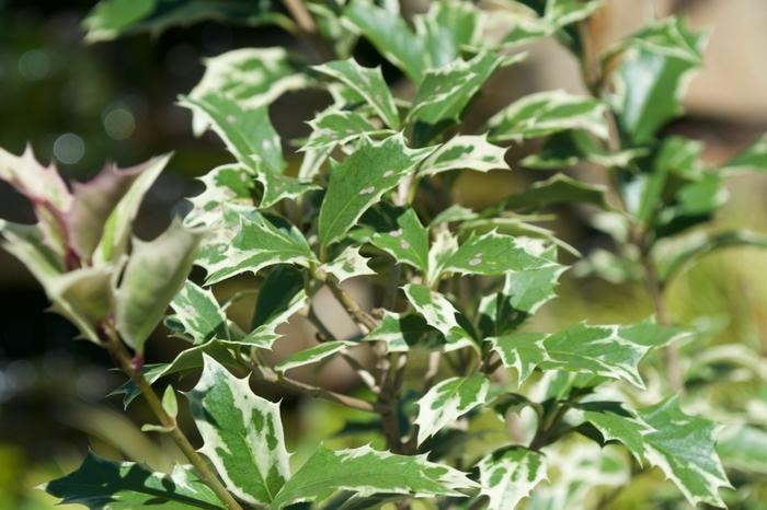 Osmanthus heterophyllus Variegatus