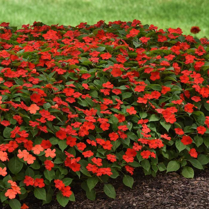 Impatiens walleriana Beacon™ Bright Red