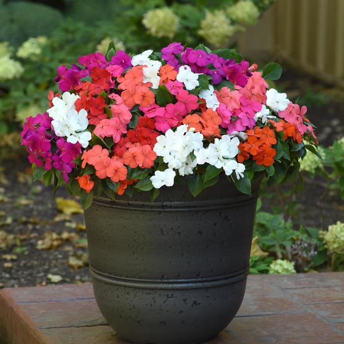 Impatiens walleriana Beacon® Formula Mix