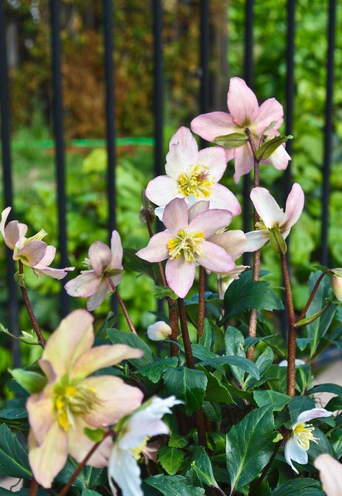 Helleborus HGC® Jacob