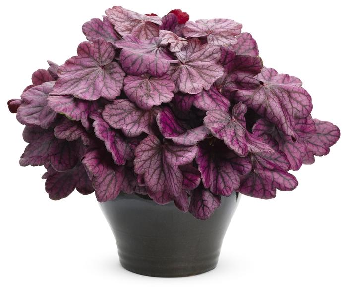 Heuchera Primo™ Wild Rose