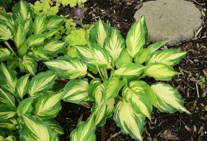 Hosta Lakeside Paisley Print