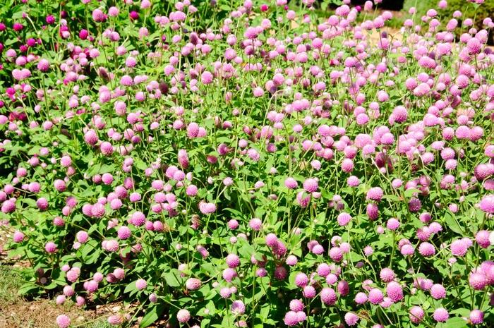 Gomphrena globosa Ping Pong Lavender