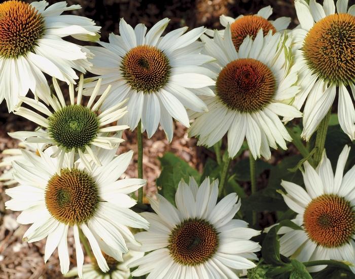 Echinacea purpurea Prairie Pillars™ Fragrant Angel