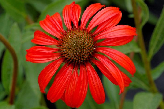 Echinacea Prairie Stars™ Tomato Soup