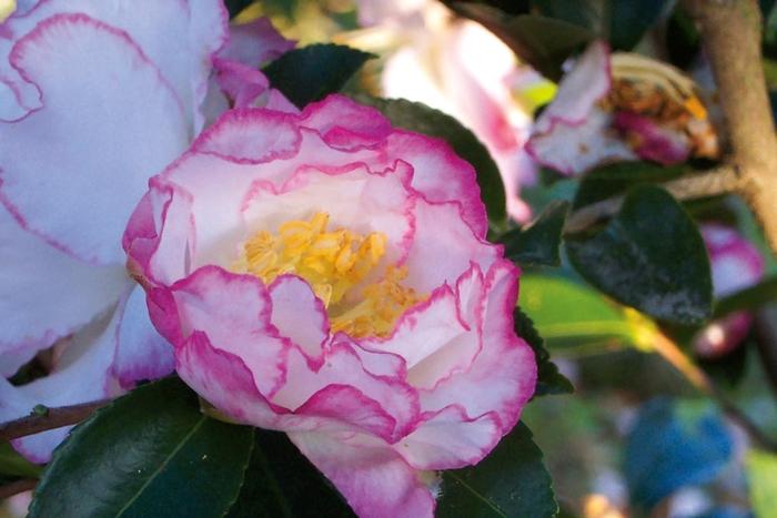 Camellia sasanqua October Magic® Inspiration