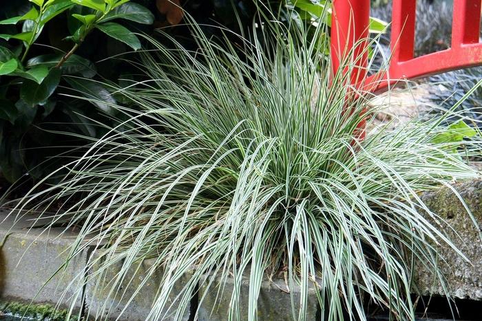 Carex oshimensis EverColor® Everest