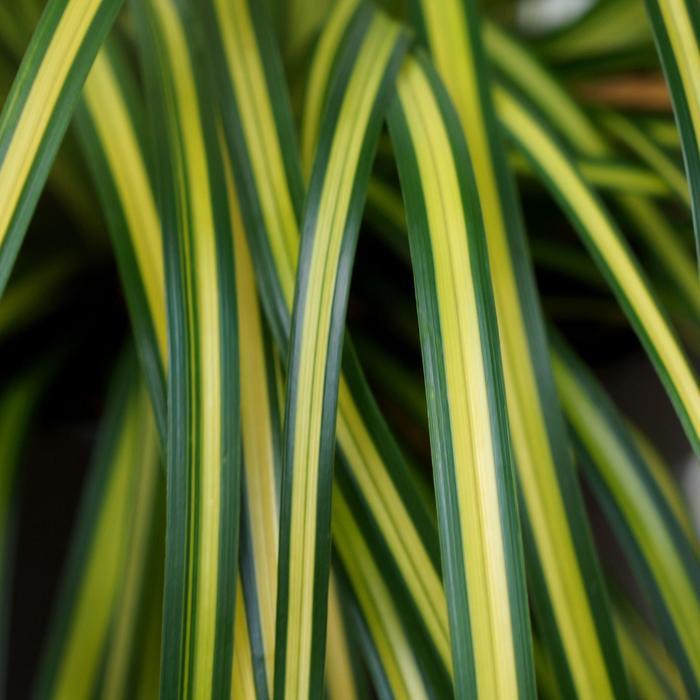 Carex oshimensis EverColor® Eversheen