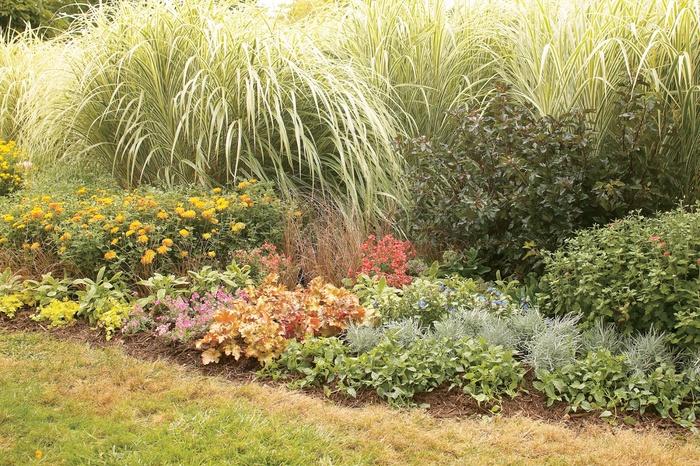 Carex flagellifera Graceful Grasses® Toffee Twist