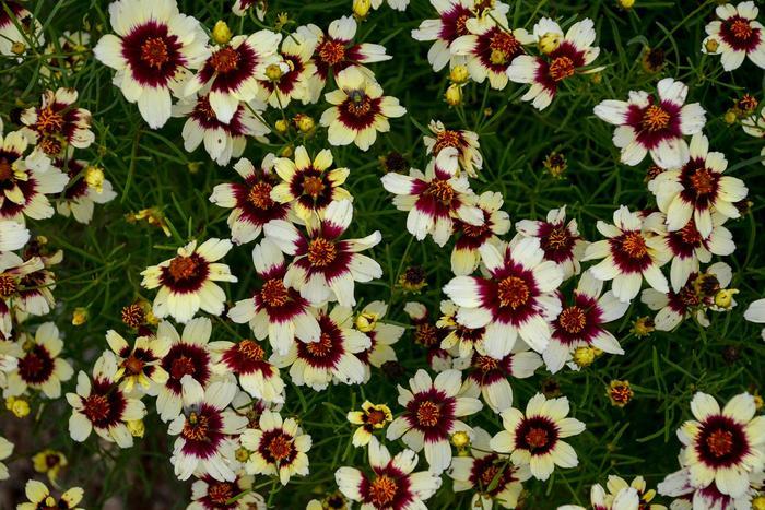 Coreopsis verticillata Sizzle & Spice® Red Hot Vanilla