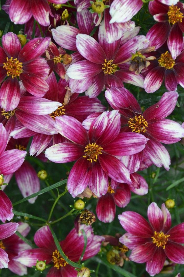 Coreopsis verticillata Sizzle & Spice® Zesty Zinger