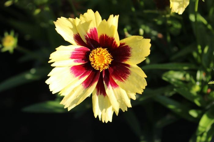 Coreopsis grandiflora Super Star