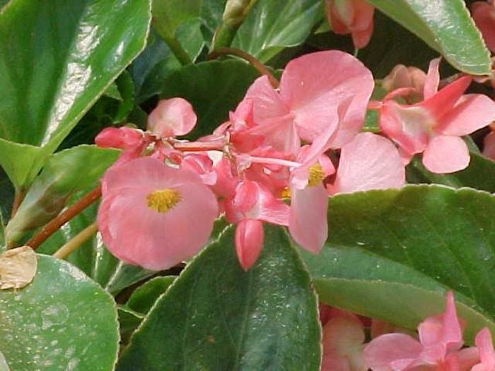 Begonia Dragon Wing® Pink