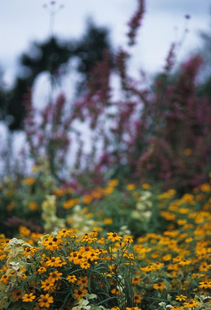 Zinnia angustifolia (linearis) Star Gold