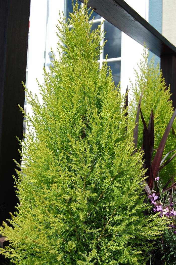 Cupressus macrocarpa Wilma Goldcrest