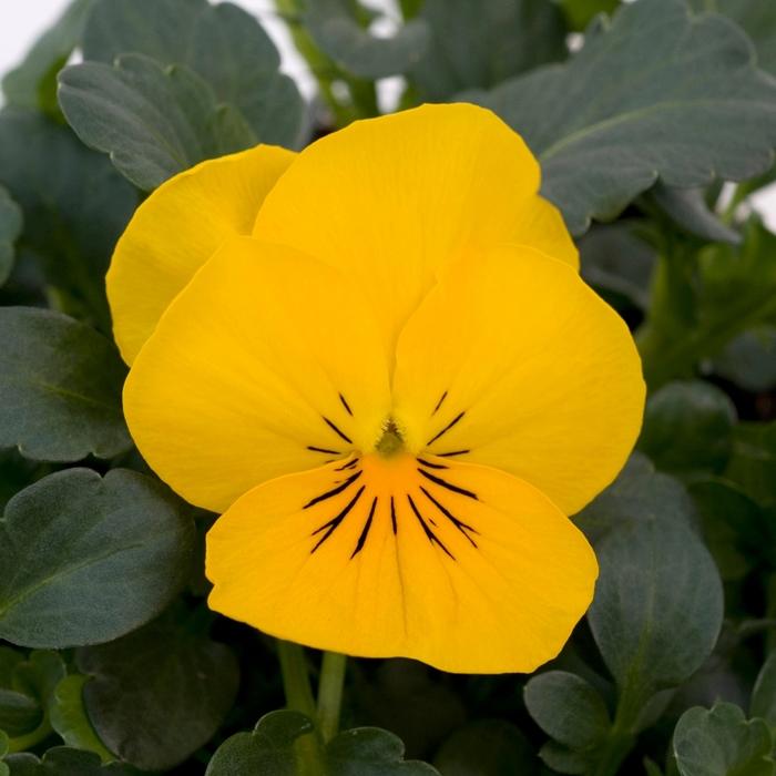 Viola cornuta Sorbet® XP Yellow