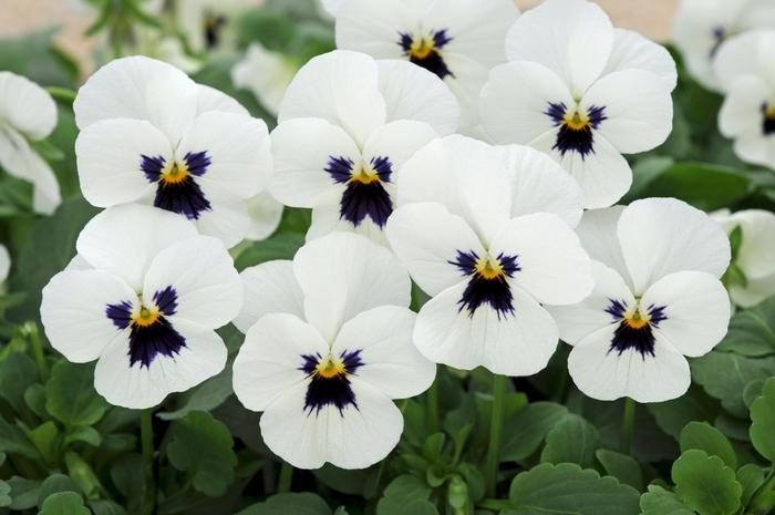 Viola cornuta Sorbet® XP White Blotch Improved