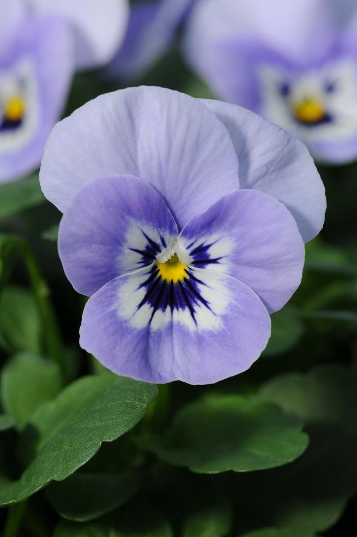 Viola cornuta Sorbet® XP Marina