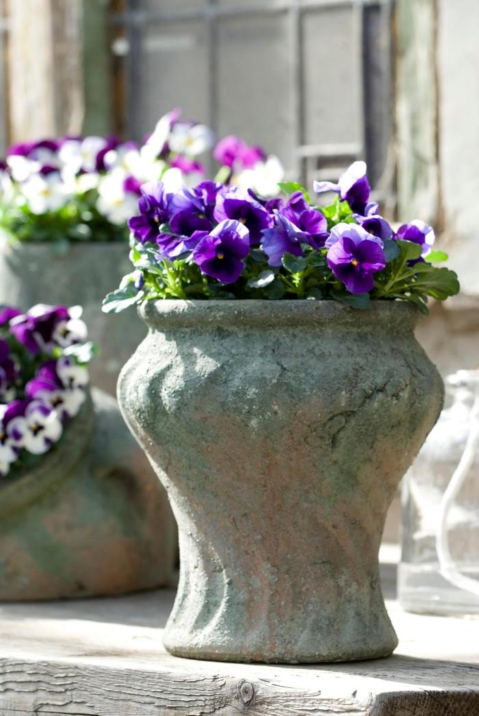Viola cornuta Sorbet® XP Beaconsfield