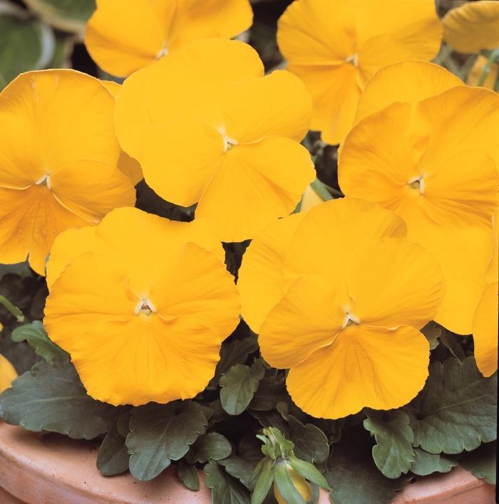 Viola x wittrockiana Matrix® Yellow Improved