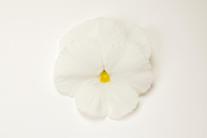 Viola x wittrockiana Matrix® White